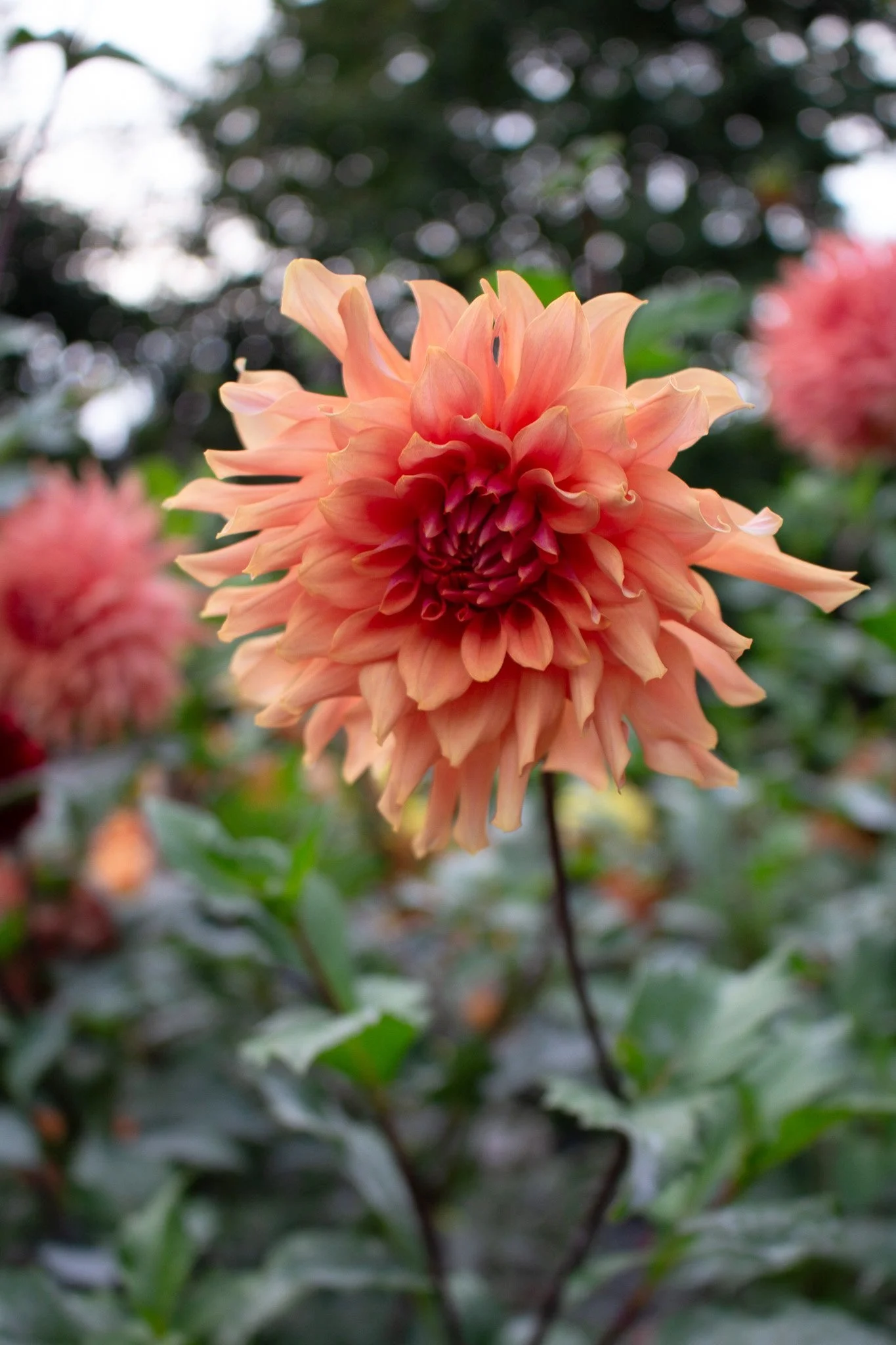 Dahlia : Terracotta — ciderpress lane